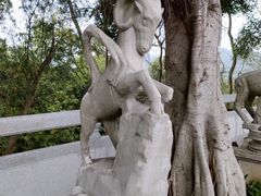 -银湖山郊野公园-相思林