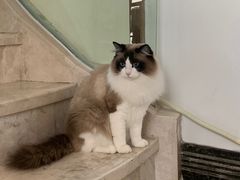 -Catmate·猫肥家润(金润铂宫店)
