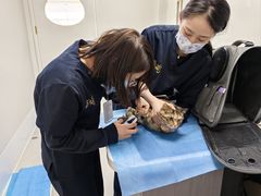 -喜多萌中农锦绣动物医院24H·猫科·牙科MRI·CT