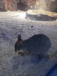 点击看大图 -酷嗒动物文化乐园(cutezoo西溪乐天城店)