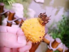 -武清南湖绿博园