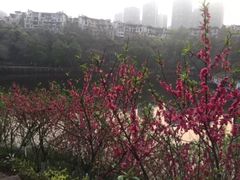 -重庆彩云湖湿地公园