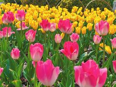 -玄武湖景区-情侣园游乐场