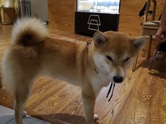 -柴务处·柴犬主题狗咖