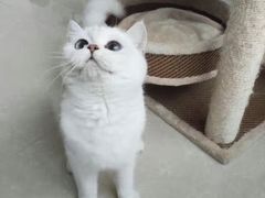 -客栈猫舍(中央北路店)