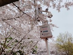 -武汉大学-樱园