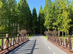 -黄海国家森林公园