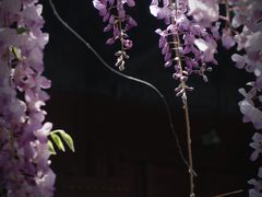 -北京国子监胡同
