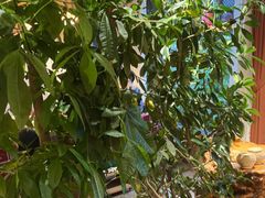 -慢丽江·云南野生菌土鸡锅(付家庄店)