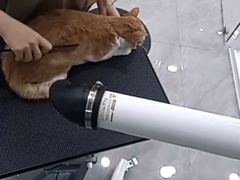 -爱洗澡的猫(天河路店)