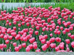 -荷兰花海