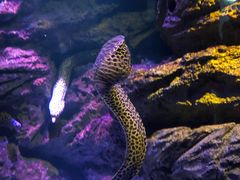 -暹罗海洋世界