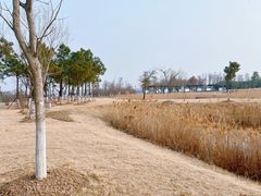 -鹦鹉洲湿地公园