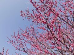 -花开海上生态园