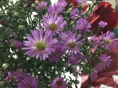 -罗子龙罗家桂花汤圆(曹都巷店)