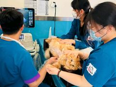 -康爱犬猫诊所·牙专科·骨外科·影像内科(丰宁店)