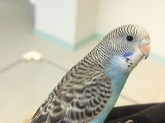 -怪兽屋·羊驼·猫咖·狗咖(俊华广场店)