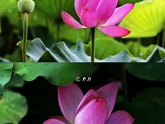 -莲花池公园