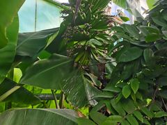 -呀路古热带植物园
