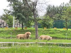 -秦皇岛野生动物园