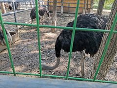 -长白岛森林公园