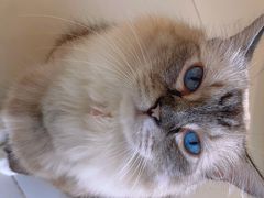 -怪兽屋·羊驼·猫咖·狗咖(俊华广场店)