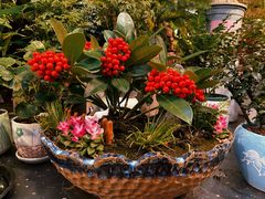 -双季花艺园艺市场(浦东店)
