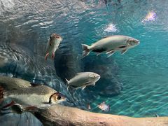 -上海海洋水族馆