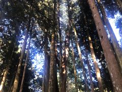 -阿里山神木遗迹