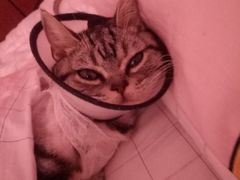 -安安宠医·臻爱宠物医院(簇锦北路分院)