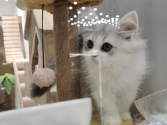 -COLOR PETS 撸猫馆·购猫·猫咖(长风大悦城店)