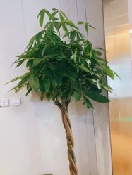 -Yestar艺星医疗美容医院