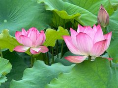 -泰州凤城河风景区-泰山公园