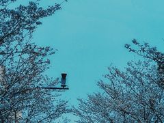 -高东镇樱花园