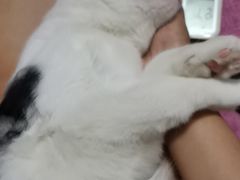 -联萌宠物医院(猫病专科)