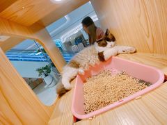 -屋虎猫馆(宝安大仟里店)