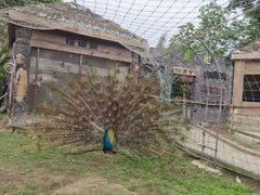 -都江堰玫瑰花溪谷