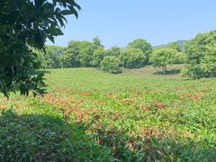 -敬亭山风景名胜区