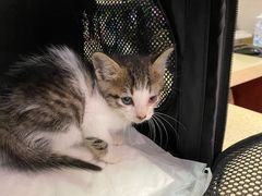 -艾贝尔宠物诊疗