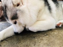-TrueLove @ Neverland (Husky Cafe)