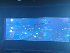 -重庆欢乐海底世界