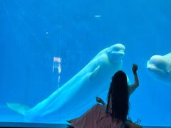 -海合安成都极地海洋公园