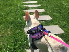 宠物寄养—大草坪遛弯儿-Oh My Dog宠物沙龙(伊珊娜皮毛护理店)