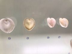 -青岛贝壳博物馆