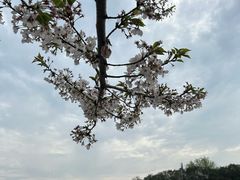 -高东镇樱花园
