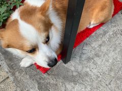 -小梁哥云吞面(黄贝岭店)