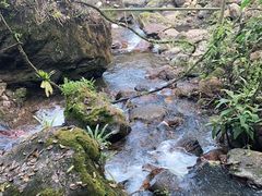 -莫里热带雨林景区