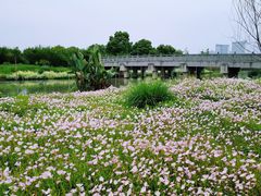 -三垟湿地
