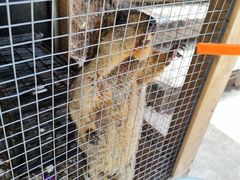 -栾川竹海野生动物园