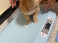 -千城康桥宠物医院·猫科·骨科·心脏